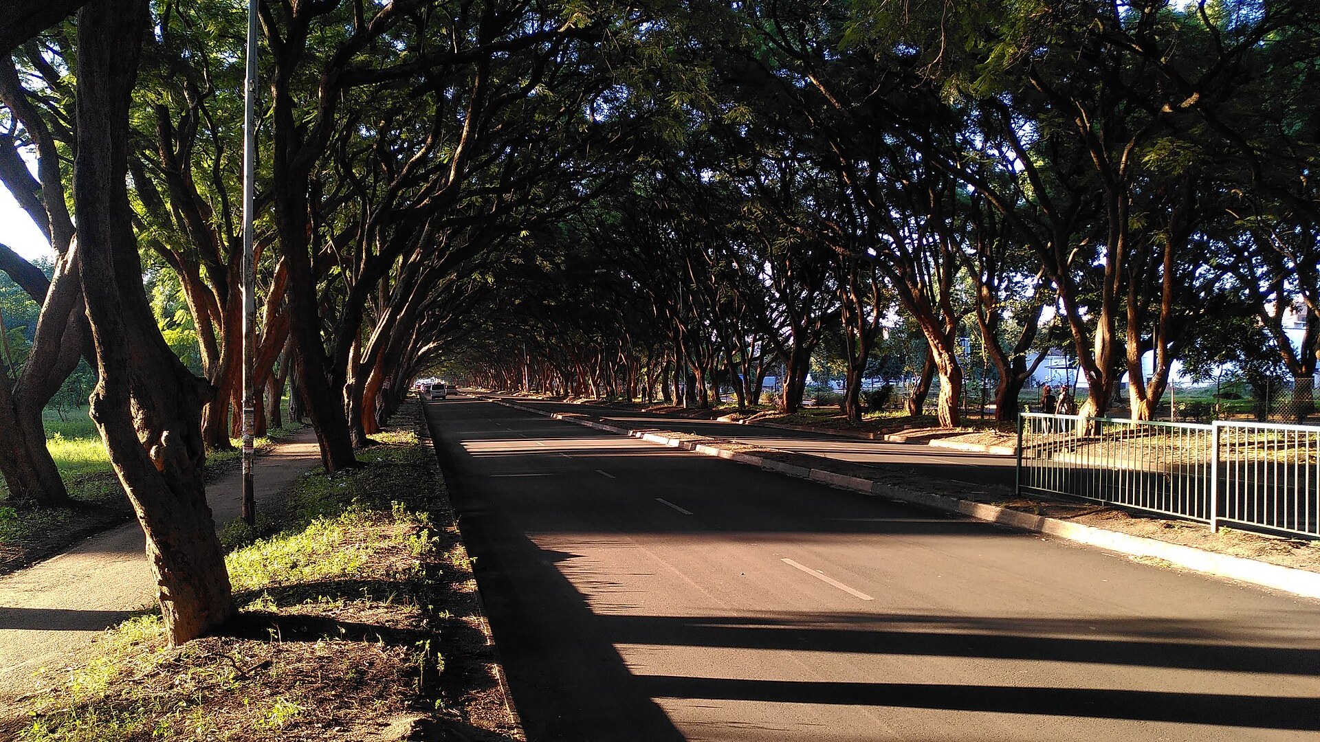 A long tree-lined road in Zimbabwe